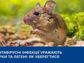 Хантавірусні інфекції: що це і як уберегтися Хантавірусні інфекції: що це і як уберегтися