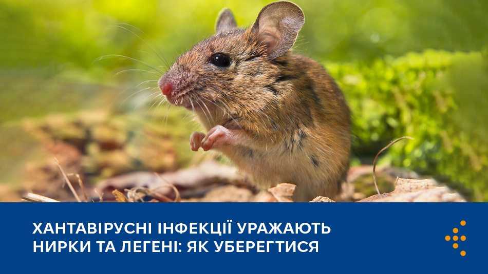Хантавірусні інфекції: що це і як уберегтися Хантавірусні інфекції: що це і як уберегтися